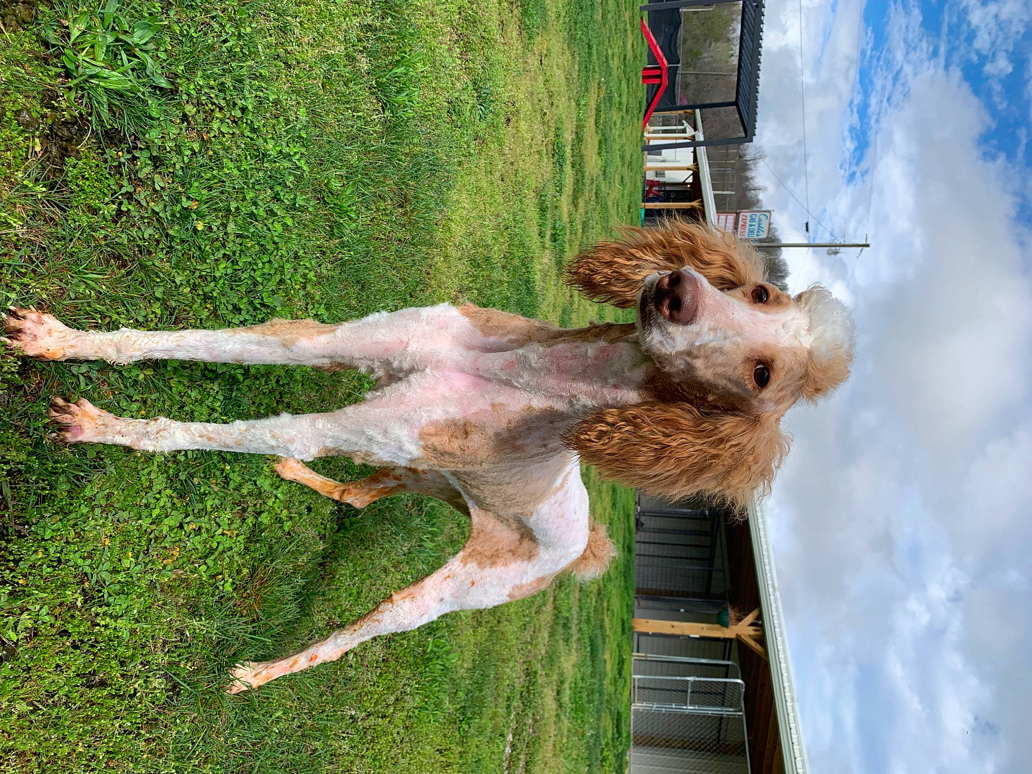 Smitty joined the competition — help win amazing prizes! art, canidae, cloud, dog_breed, fun, grass, landscape, plant, sky, sporting_group, tail, tree, water, wood, working_animal