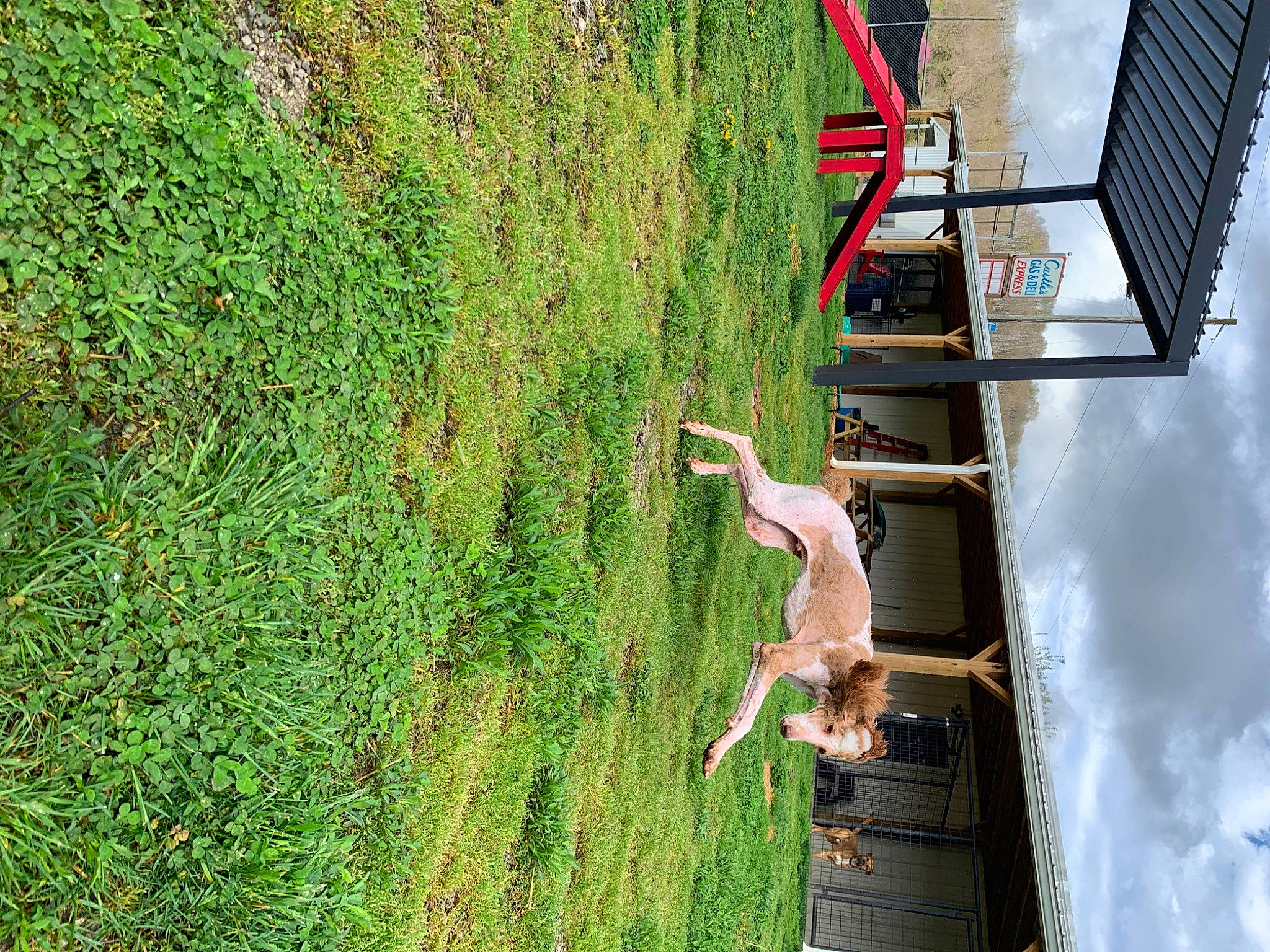 Smitty joined the competition — help win amazing prizes! adventure, building, facade, field, flag, fun, grass, grassland, green, house, landscape, leisure, people_in_nature, plant, recreation, shadow, shrub, soil, tree