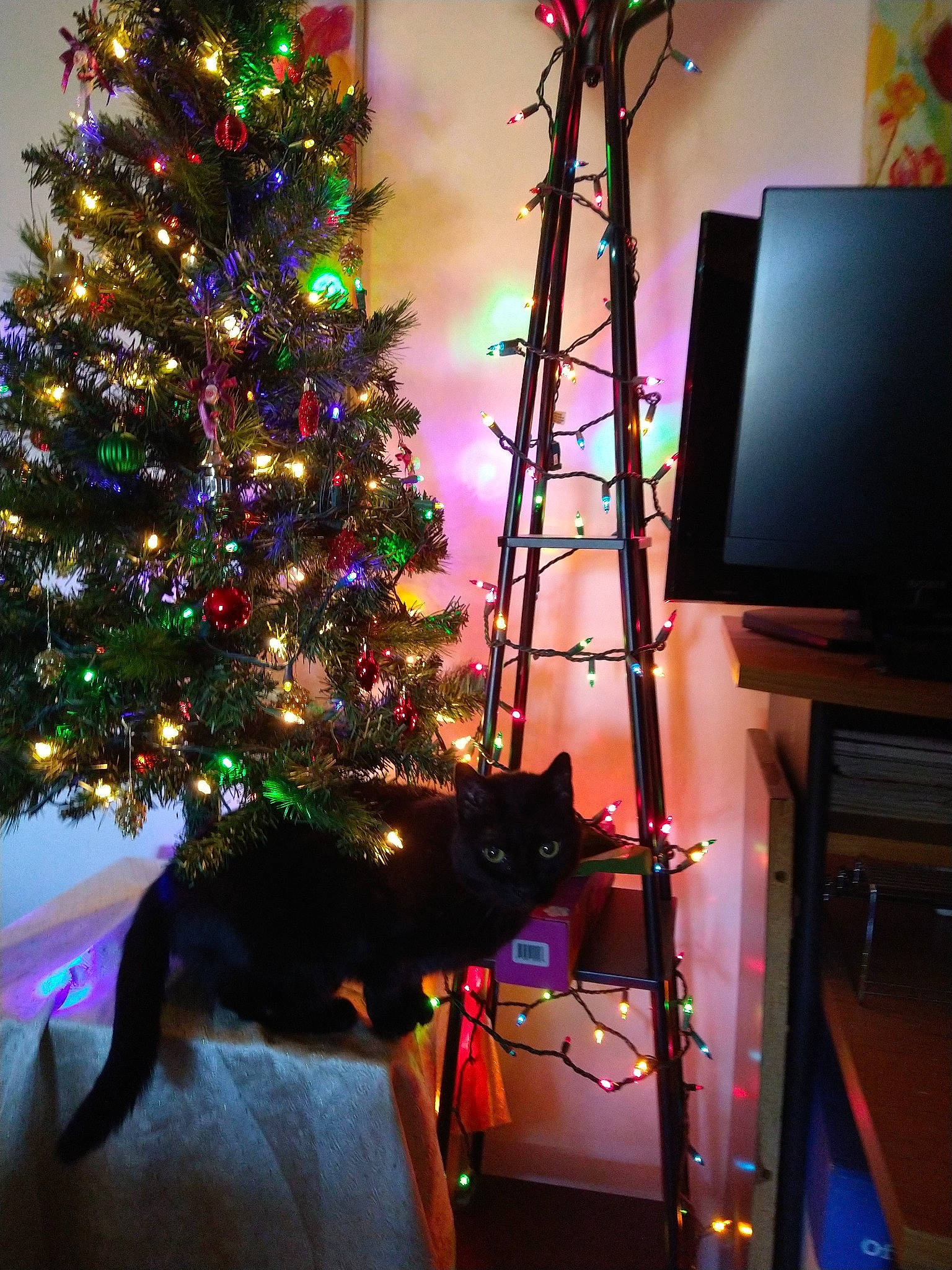 Fantasia joined the competition — help win amazing prizes! black, carnivore, cat, christmas_decoration, christmas_ornament, christmas_tree, evergreen, green, holiday_ornament, interior_design, larch, light, magenta, ornament, photograph, pink, plant, purple, tree, window