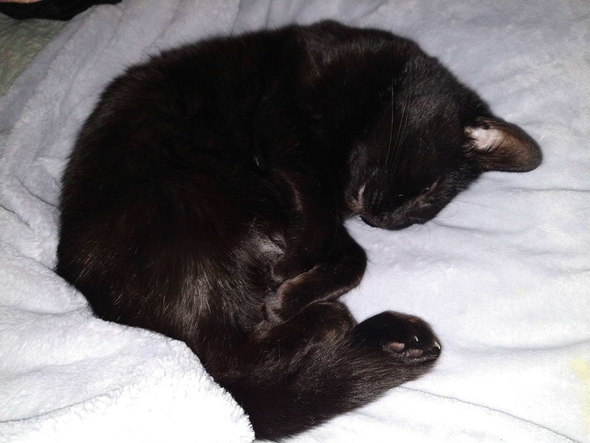 Fantasia joined the competition — help win amazing prizes! black_cat, bombay, carnivore, cat, claw, comfort, dog_breed, domestic_short_haired_cat, felidae, fur, nap, paw, small_to_medium_sized_cats, snout, tail, terrestrial_animal, whiskers