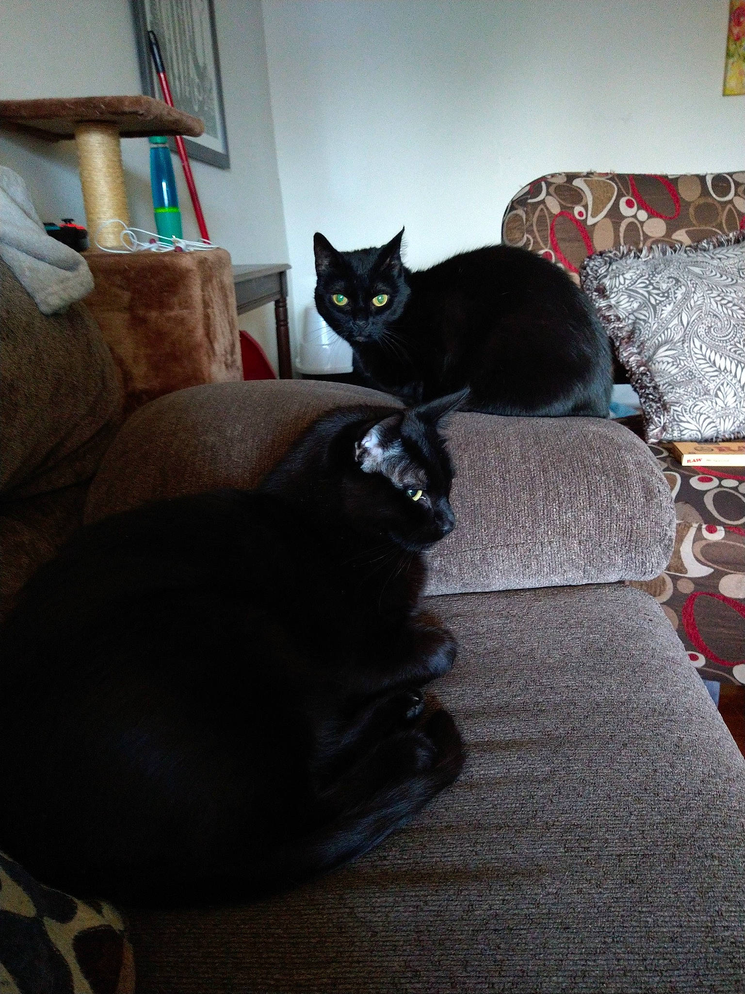 Fantasia joined the competition — help win amazing prizes! black, black_cat, bombay, carnivore, cat, comfort, couch, felidae, flooring, fur, furniture, grey, hardwood, living_room, picture_frame, room, small_to_medium_sized_cats, tail, whiskers, wood