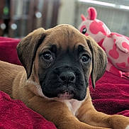 Millie is registered to the contest to win money with this photo: animal, blanket, boxer, bulldog, canine, couch, cushion, dog, furniture, homedecor, hound, indoors, interiordesign, labradorretriever, person, pet, pitbull, puppy, sleeping, snout