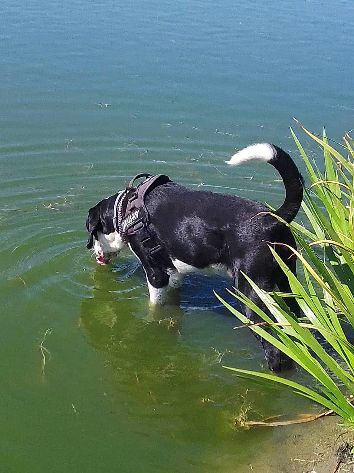 Oslo participe au concours pour gagner de l'argent avec cette photo : canidae, carnivore, dog, dog_breed, sporting_group, stabyhoun, water