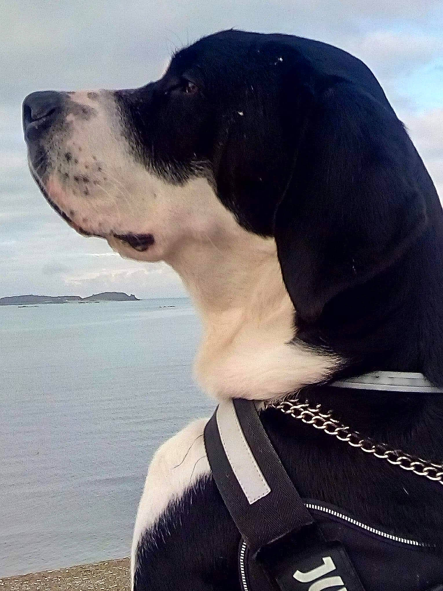 Oslo participe au concours pour gagner de l'argent avec cette photo : canidae, carnivore, dog, dog_breed, great_dane, hunting_dog, mammal, pointer, snout, sporting_group