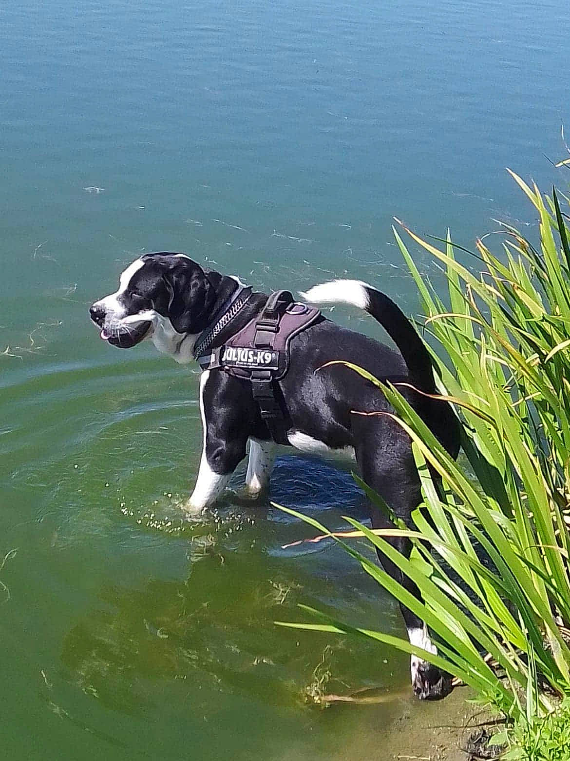 Oslo a rejoint le concours — aidez-le/la à gagner de superbes lots ! canidae, carnivore, dog, dog_breed, hunting_dog, sporting_group, stabyhoun, vertebrate, water, working_dog