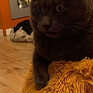 Grizy a rejoint le concours — aidez-le/la à gagner de superbes lots ! cat, pet, animal, dark_fur, yellow_eyes, wide_eyed, whiskers, portrait, close_up, sitting, blanket, shaggy_texture, mustard_yellow, wooden_floor, indoor, home, orange_wall, slipper, framed_picture, cozy