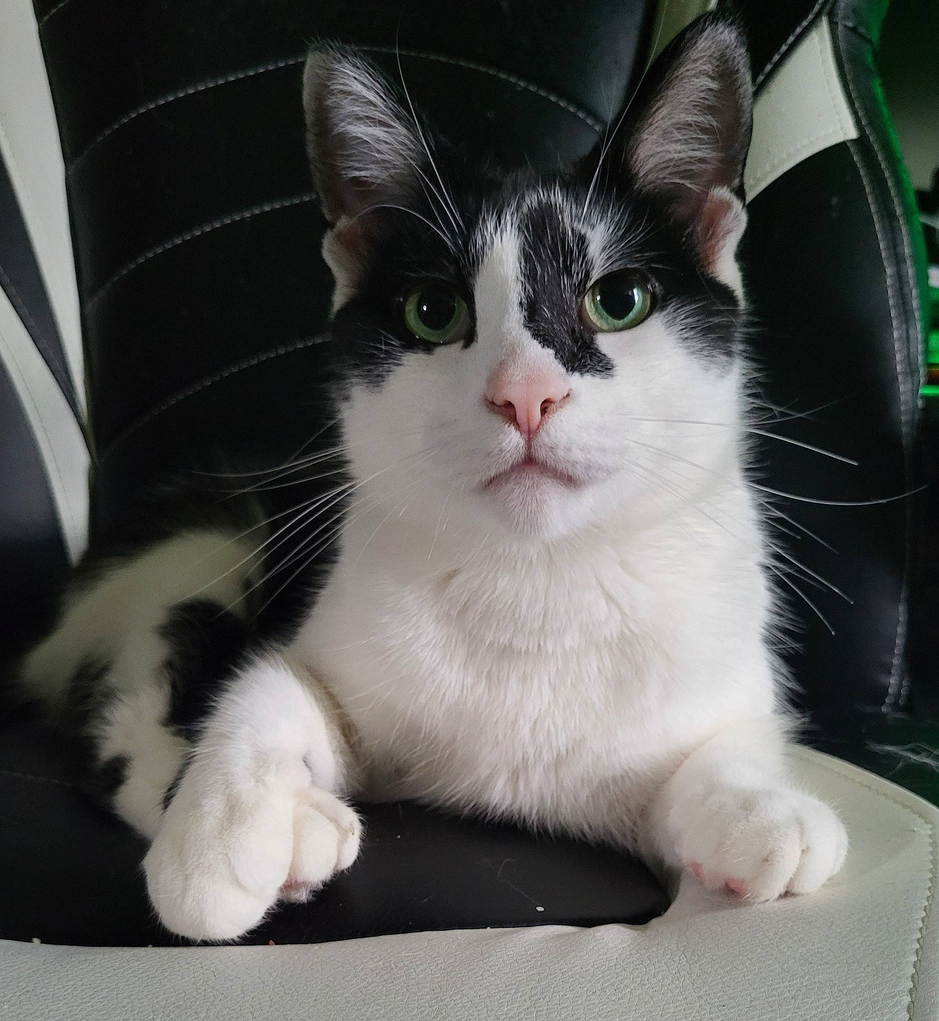 Calypso is registered to the contest to win money with this photo: carnivore, cat, claw, comfort, domestic_short_haired_cat, eye, felidae, foot, fur, paw, small_to_medium_sized_cats, snout, tail, whiskers