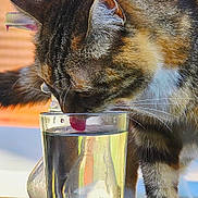 Lucette a rejoint le concours — aidez-le/la à gagner de superbes lots ! cat, tabby_cat, glass, water, candle, melting_candle, table, paw, whiskers, fur, pet, animal, indoor, close_up, drinking, curious, brown, white_paws, reflection, daylight