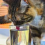 cat, tabby_cat, glass, water, candle, melting_candle, table, paw, whiskers, fur, pet, animal, indoor, close_up, drinking, curious, brown, white_paws, reflection, daylight