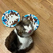 Ellie joined the competition — help win amazing prizes! cat, feline, pet, animal, food, paper_plate, floor, wood_floor, looking_up, tongue_out, domestic_cat, brown_and_white, cute, indoor, meal, dry_food, playful, whiskers, ears, fur