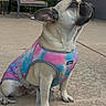 dog, french_bulldog, pet, tie_dye_vest, outdoor, concrete, sitting, animal, canine, fur, ears, paw, leash, side_view, backyard, furniture, chair, plants, daylight, closeup