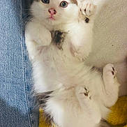 Kookie a rejoint le concours — aidez-le/la à gagner de superbes lots ! kitten, cat, feline, pet, cute, fluffy, paws, whiskers, blue_eyes, pink_nose, fur, tail, blanket, yellow_blanket, jeans, denim, lying_down, indoor, close_up, playful