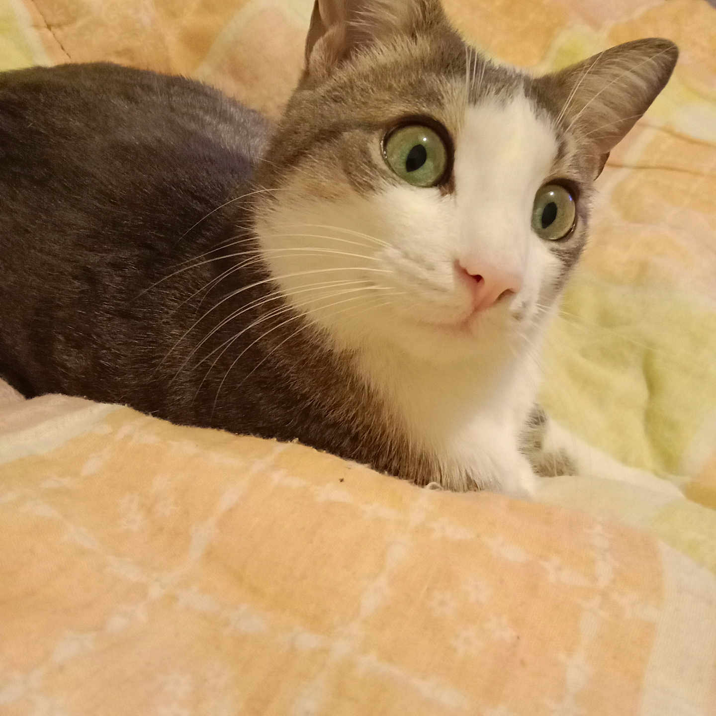 Peticha