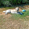 dog, golden_retriever, pet, animal, lying_down, outdoor, backyard, grass, garden, fence, shrubs, blue_toy, ball, sunlight, summer, portrait, relaxed, playful, floppy_ears, canine