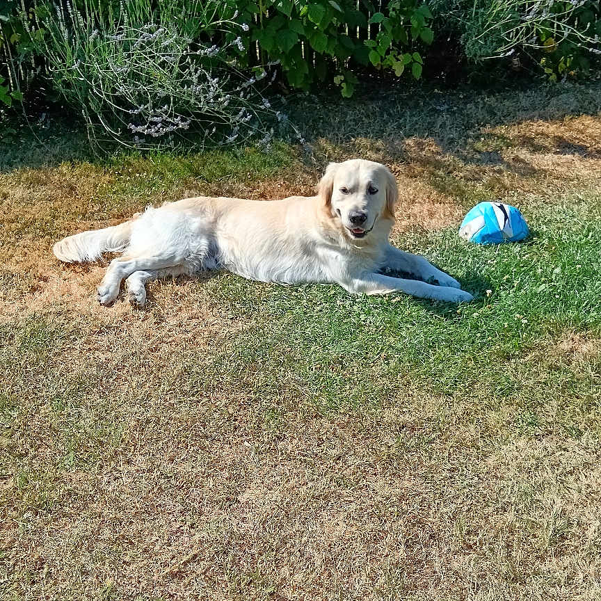 Usko
