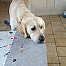 Usko a rejoint le concours — aidez-le/la à gagner de superbes lots ! dog, golden_retriever, pet, animal, indoors, table, tablecloth, board_game, game_pieces, tile_floor, brick_wall, doorway, home, portrait, standing, leaning, white_fur, cream_coat, curious, funny_expression