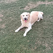 Usko participe au concours pour gagner de l'argent avec cette photo : dog, puppy, fluffy, white_dog, golden_dog, tongue_out, happy, lying_down, grass, lawn, outdoor, garden, wooden_cabin, house, door, window, pet, animal, portrait, daylight
