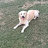 dog, puppy, fluffy, white_dog, golden_dog, tongue_out, happy, lying_down, grass, lawn, outdoor, garden, wooden_cabin, house, door, window, pet, animal, portrait, daylight