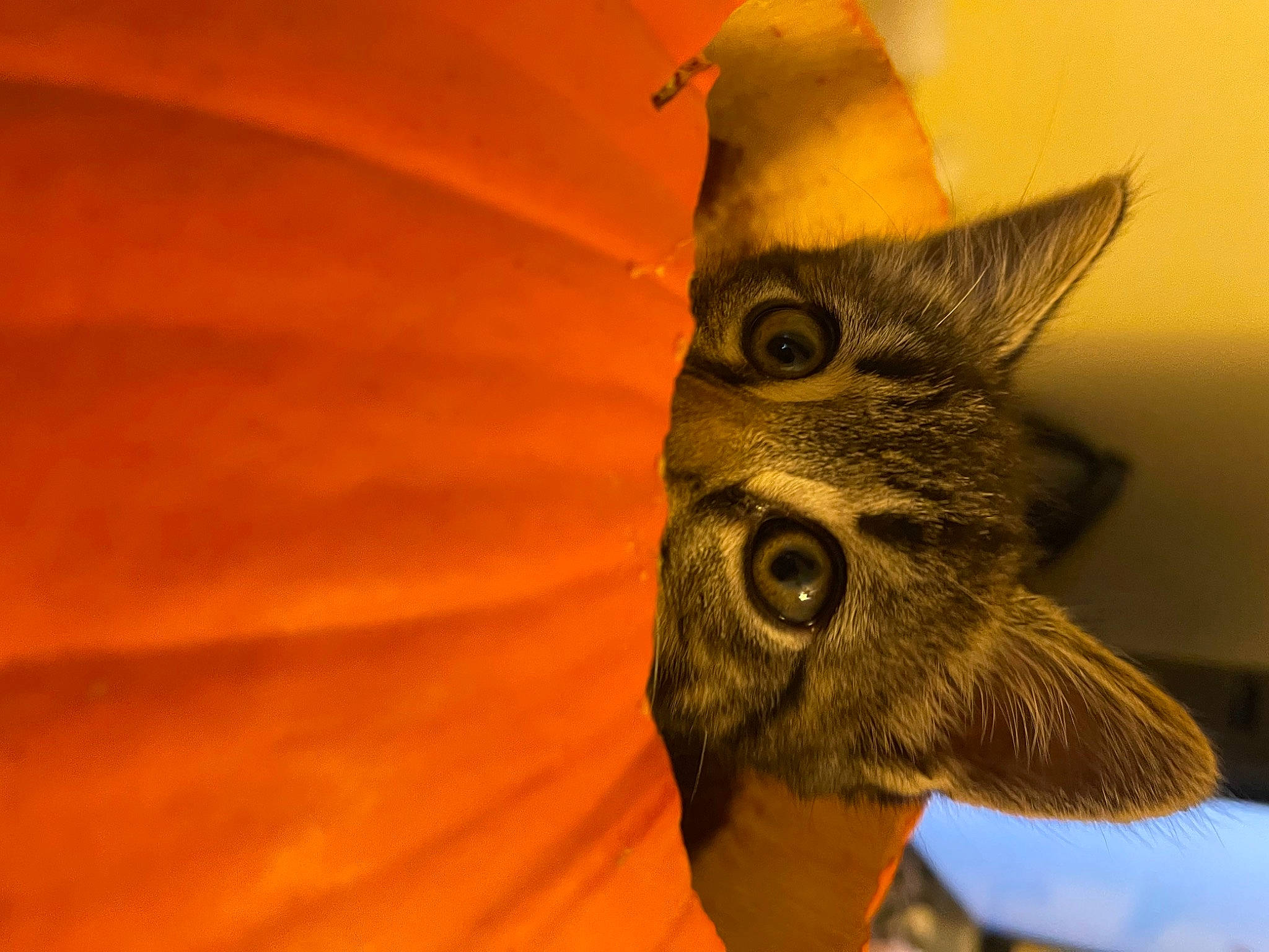 Eli joined the competition — help win amazing prizes! art, butterfly, close_up, eye, felidae, insect, macro_photography, moths_and_butterflies, owl, petal, plant, pollinator, small_to_medium_sized_cats, snout, tree, vertebrate, whiskers, wildlife, wing, wood