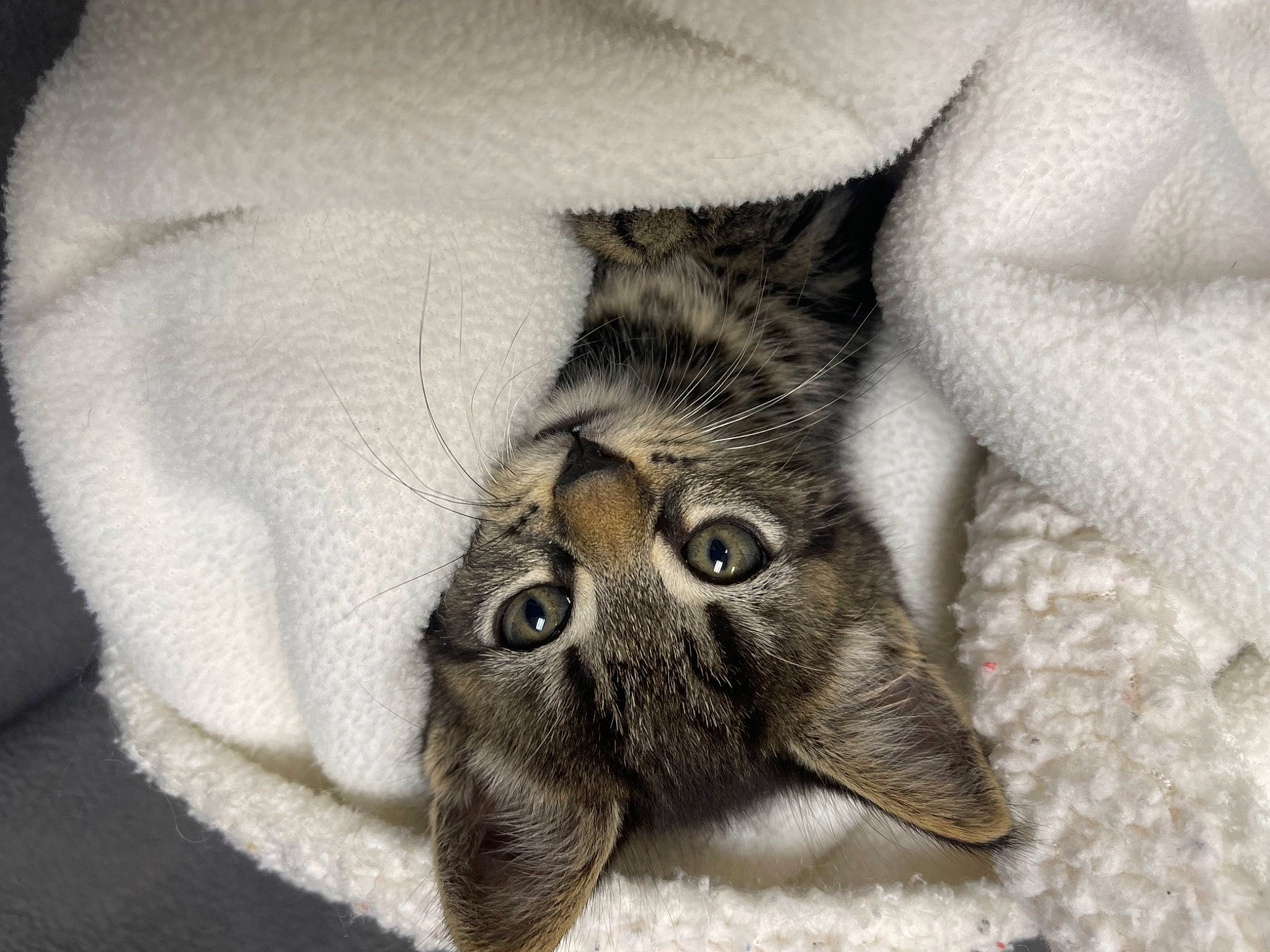 Eli joined the competition — help win amazing prizes! carnivore, cat, claw, close_up, comfort, domestic_short_haired_cat, ear, felidae, fur, grey, linens, monochrome_photography, paw, small_to_medium_sized_cats, snout, tail, terrestrial_animal, whiskers