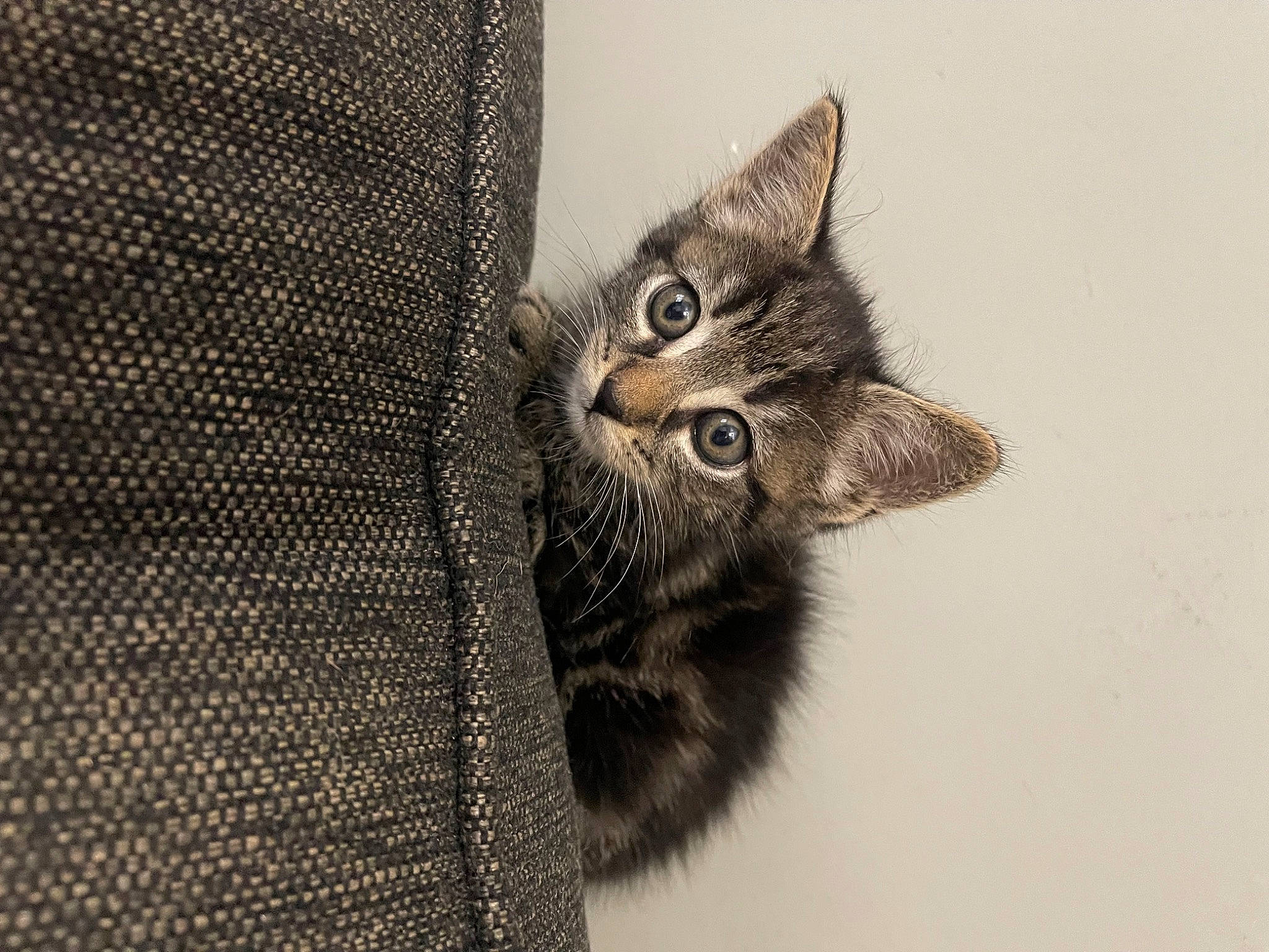 Eli is registered to the contest to win money with this photo: art, carnivore, cat, claw, domestic_short_haired_cat, felidae, fur, grey, pattern, paw, small_to_medium_sized_cats, snout, tail, terrestrial_animal, whiskers, wildlife, woven_fabric