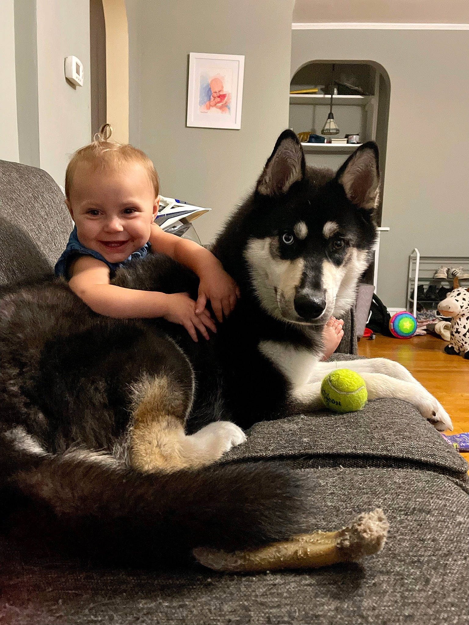 Juno is registered to the contest to win money with this photo: baby, carnivore, child, comfort, companion_dog, couch, dog, dog_breed, flooring, fun, fur, grey, happy, living_room, room, siberian_husky, sitting, sled_dog, toddler, toy