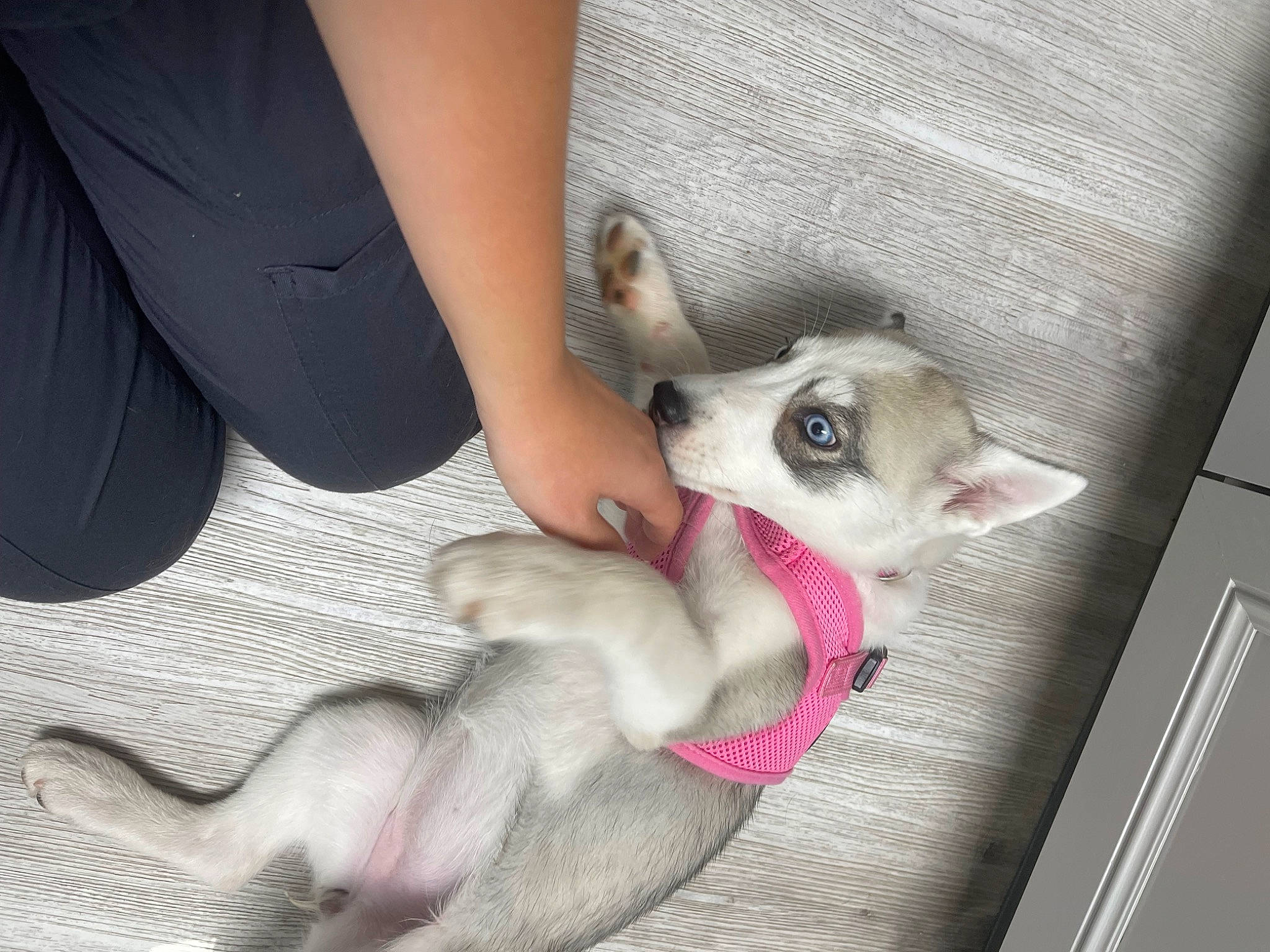 Juno is registered to the contest to win money with this photo: canidae, carnivore, claw, comfort, companion_dog, dog_breed, fawn, felidae, foot, fur, nail, nap, paw, small_to_medium_sized_cats, snout, sporting_group, tail, toy_dog, whiskers, working_animal