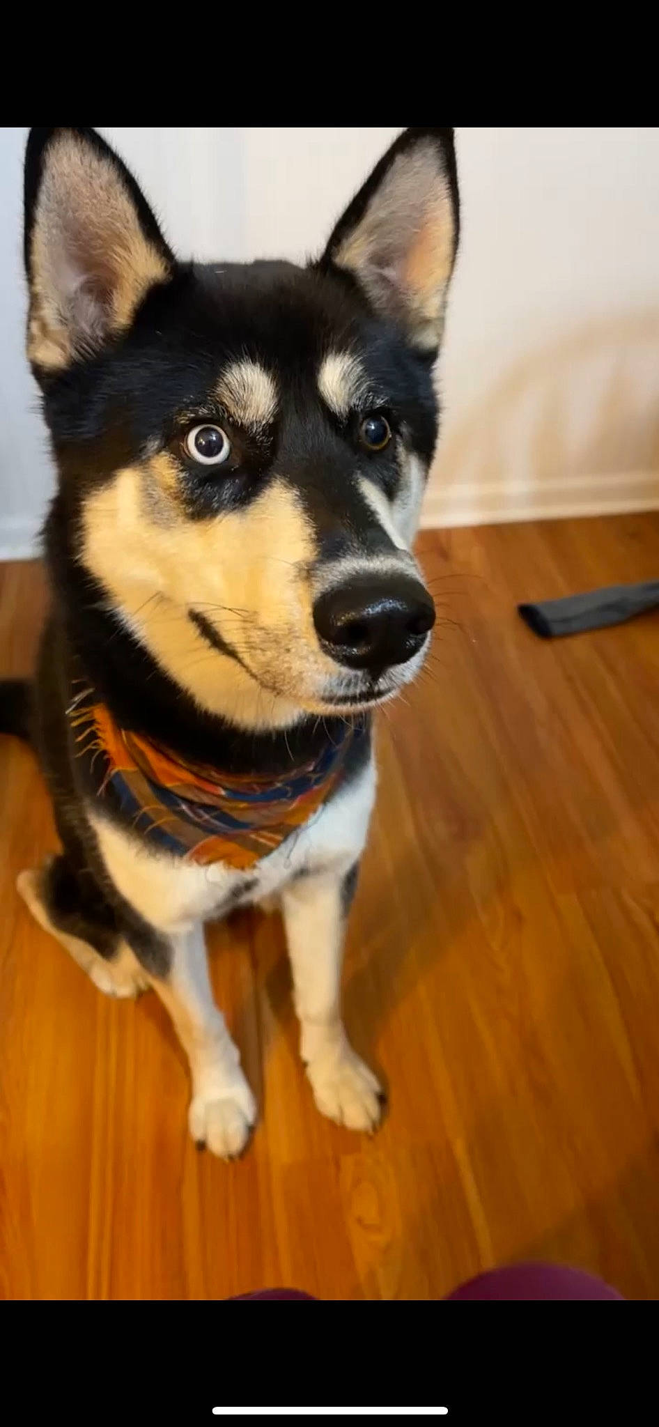 Juno is registered to the contest to win money with this photo: canidae, carnivore, collar, companion_dog, dog, dog_breed, fawn, flooring, fur, hardwood, laminate_flooring, plank, snout, terrestrial_animal, varnish, whiskers, wood, wood_flooring, wood_stain, working_animal