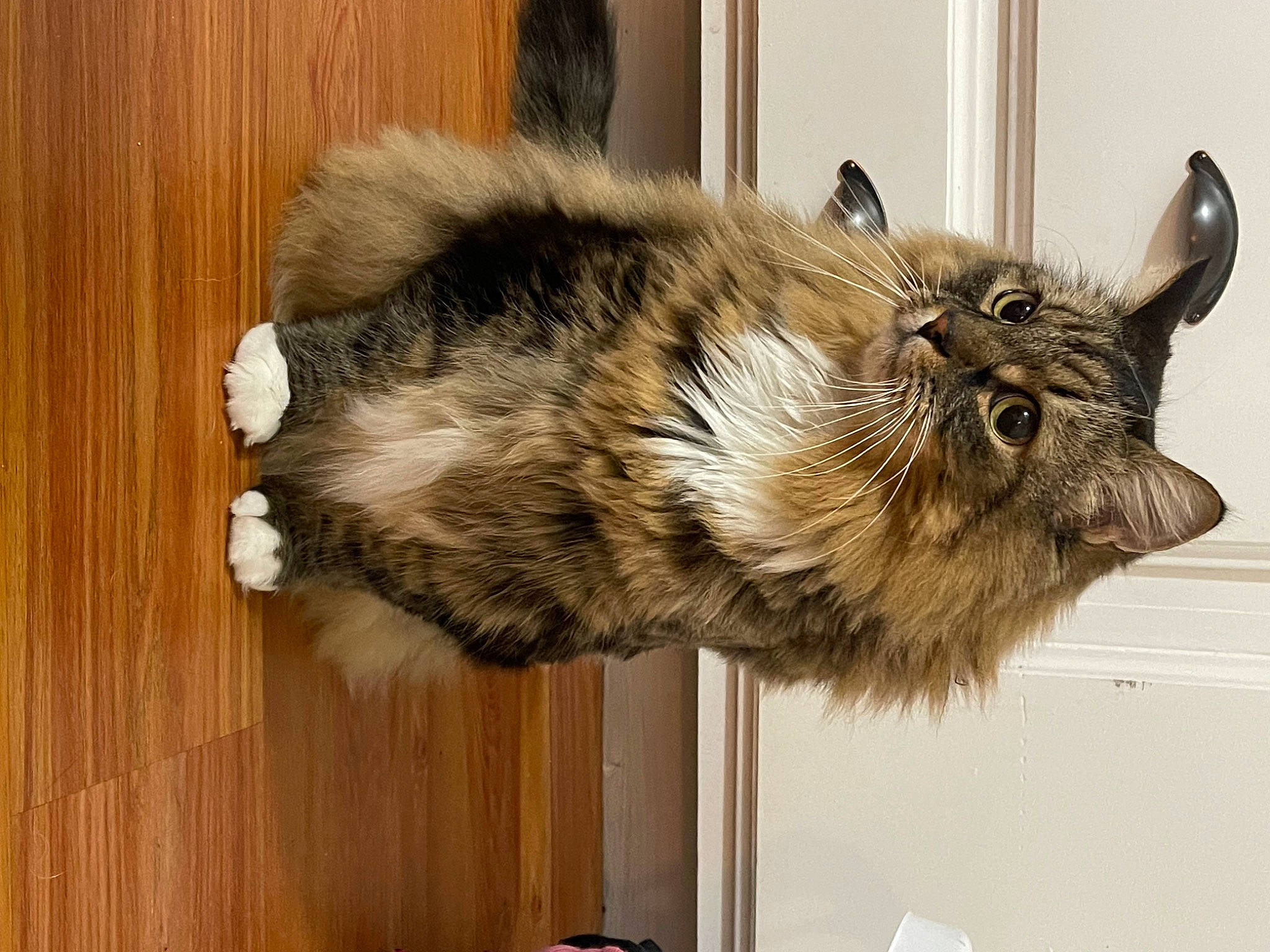 Noah is registered to the contest to win money with this photo: art, canidae, claw, dog_breed, felidae, fur, hardwood, livestock, natural_material, plank, small_to_medium_sized_cats, tail, terrestrial_animal, varnish, whiskers, window, wood, wood_stain