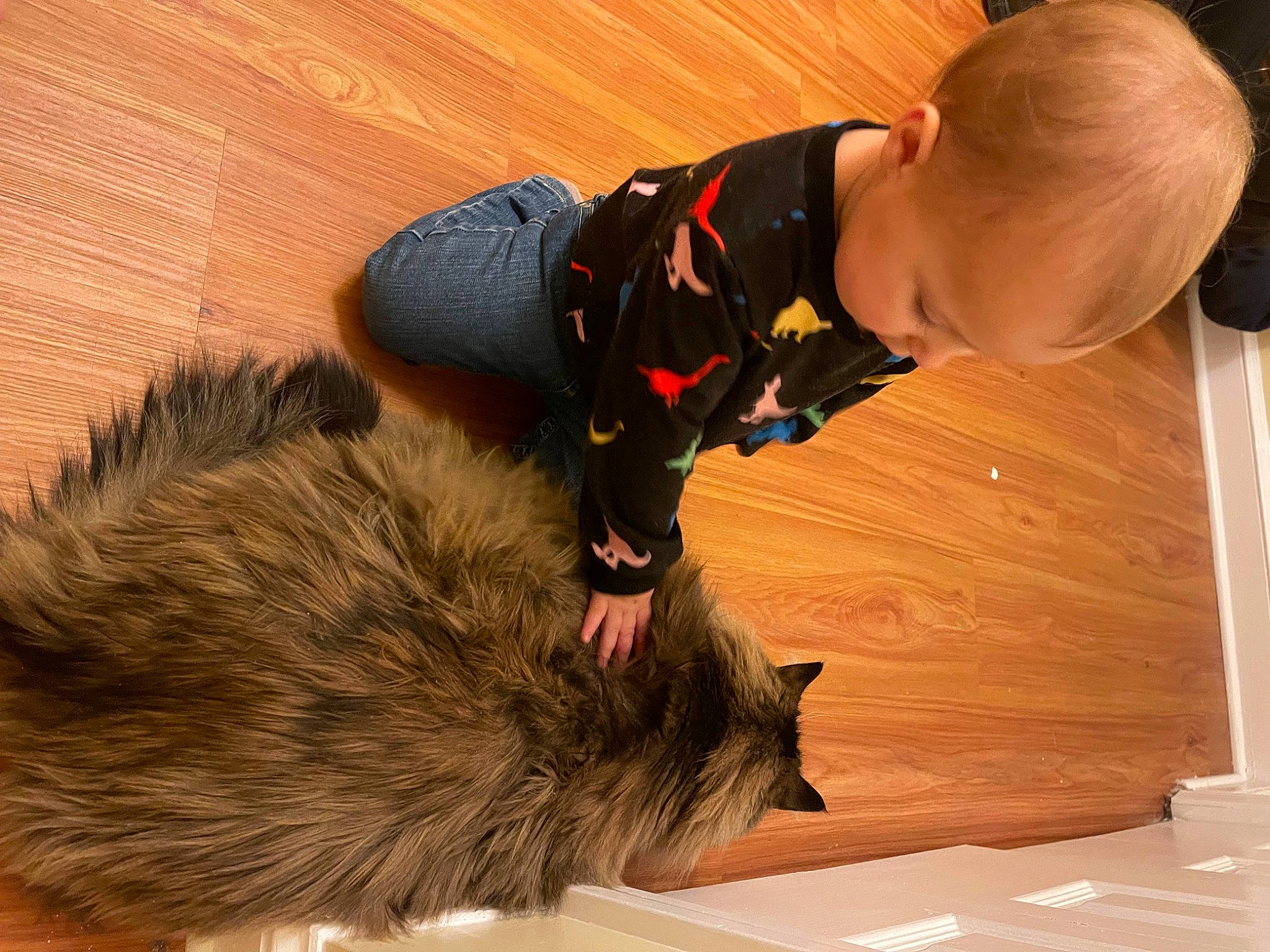Noah joined the competition — help win amazing prizes! baby, baby_toddler_clothing, canidae, carnivore, cat, child, claw, comfort, dog_breed, domestic_short_haired_cat, fawn, felidae, flooring, fur, hardwood, small_to_medium_sized_cats, tail, toddler, whiskers, wood
