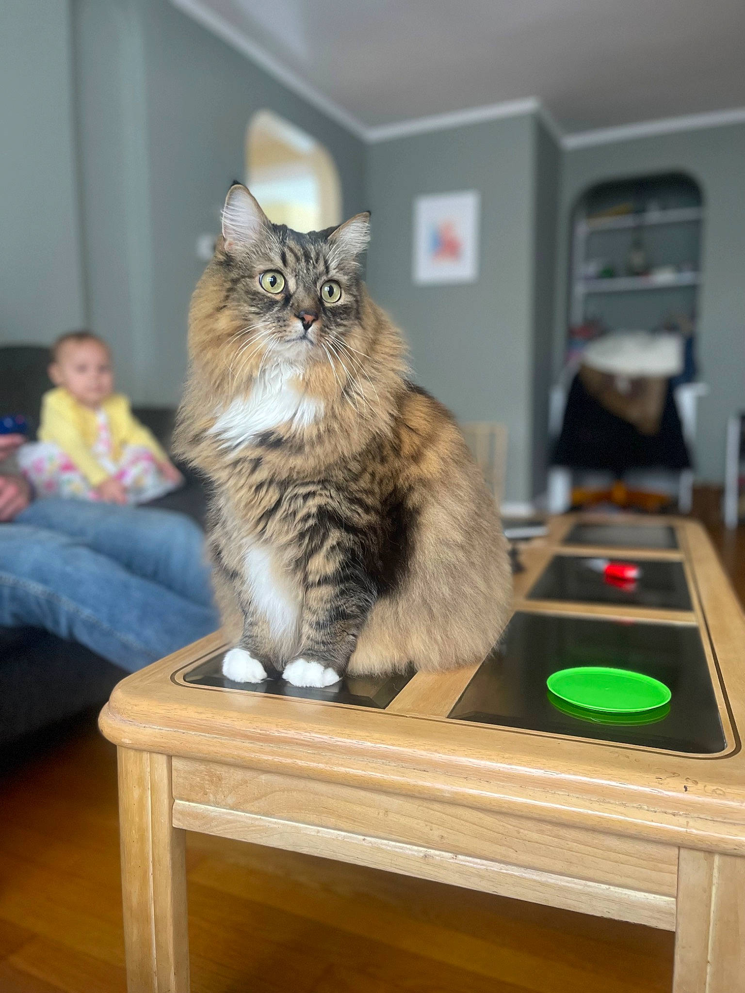 Noah joined the competition — help win amazing prizes! box, cardboard, carnivore, cat, domestic_short_haired_cat, felidae, flooring, fur, hardwood, jeans, recreation, room, sitting, small_to_medium_sized_cats, table, whiskers, wood