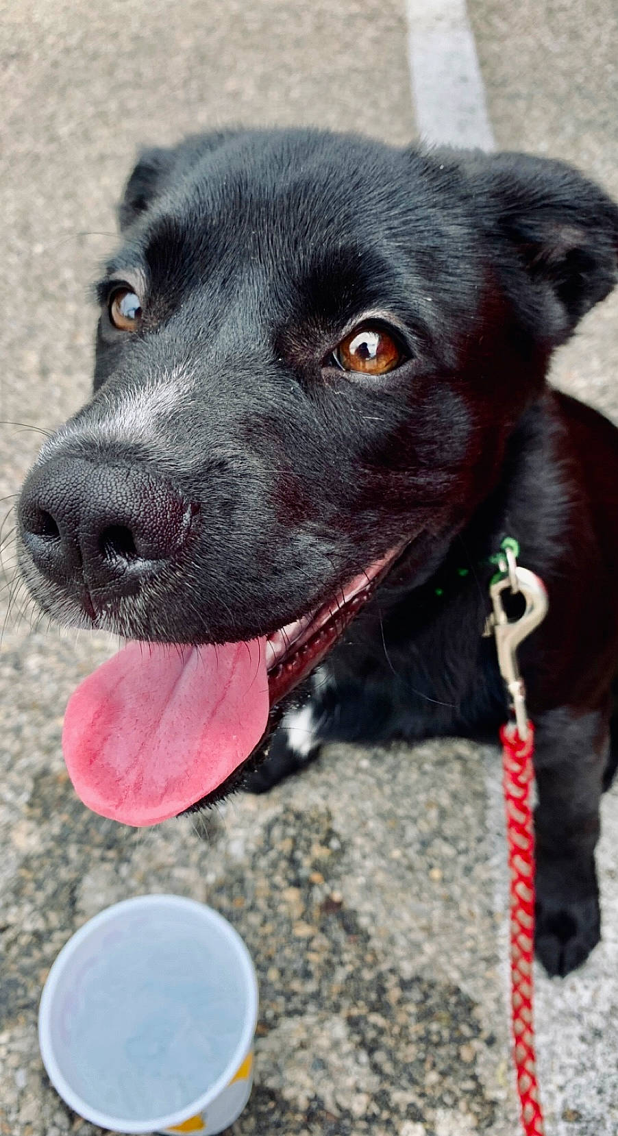 Murphy joined the competition — help win amazing prizes! blue, borador, canidae, carnivore, collar, companion_dog, cup, dog, dog_breed, dog_collar, dog_supply, fur, gun_dog, leash, liver, pet_supply, retriever, terrestrial_animal, whiskers, working_animal