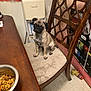 Tom is registered to the contest to win money with this photo: dog, pug, chair, wooden_chair, cushion, dog_food, bowl, table, indoor, floor, water_dispenser, poster, toy, pet, animal, small_dog, seated, looking_up, furniture, home