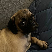 Tom joined the competition — help win amazing prizes! dog, puppy, pug, pet, animal, cute, indoor, quilted, fabric, brown, black, closeup, portrait, paw, fur, small, companion, looking, expression, resting