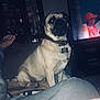 Babyboy is registered to the contest to win money with this photo: dog, pug, pet, couch, living_room, television, person_on_tv, collar, tag, foot, human_leg, blanket, furniture, indoor, relaxed, brown, black, watching, seated, curious