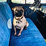 animal, blue_seat, brown_dog, canine, collar, dog, domestic_animal, furniture, indoor, leather_collar, pet, portrait, pug, seat, sitting, steering_wheel, sunlight, vehicle_interior, vintage_car, window