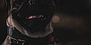 Babyboy is registered to the contest to win money with this photo: dog, pug, pet, animal, collar, tag, portrait, face, closeup, dark, moody, shadow, cute, mammal, friend, companion, indoor, expression, whiskers, fur