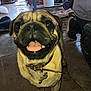 Babyboy is registered to the contest to win money with this photo: dog, pug, pet, animal, indoor, concrete_floor, collar, bone_tag, tongue_out, close_up, brown, black, eyes, ears, person, shoe, wheel, tool, workshop, cluttered