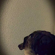 Lil Girl joined the competition — help win amazing prizes! dog, close_up, low_light, blurry, indoor, wall, texture, pet, canine, dark, shadow, looking_up, animal, muzzle, ear, snout, portrait, background, spotlight, curious