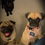 Princess joined the competition — help win amazing prizes! adorable, animal, black, brown, canine, collar, companion, curious, cute, dog, floor, friend, indoor, looking_up, pet, pug, small_dog, tag, three_dogs, waiting