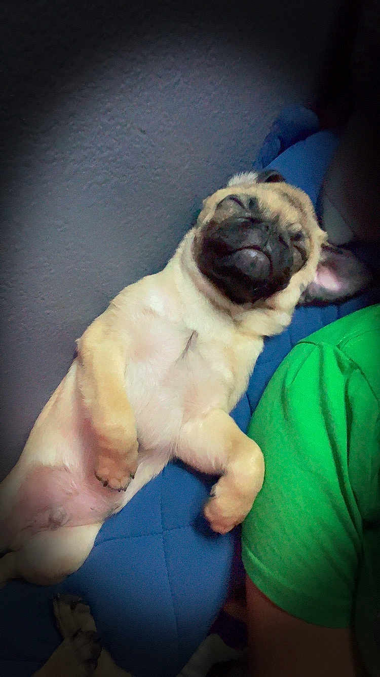 Hachi is registered to the contest to win money with this photo: pug, dog, sleeping, pet, cushion, blue, green_shirt, relaxed, indoor, closeup, fur, snout, paw, resting, companion, cute, animal, canine, portrait, cozy