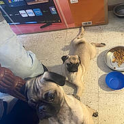 Hachi is registered to the contest to win money with this photo: dog, pug, pet, indoor, floor, toy, food_bowl, tile_floor, animal, canine, laying_down, curious, brown, black, domestic_animal, companion, cute, young_dog, playful, resting