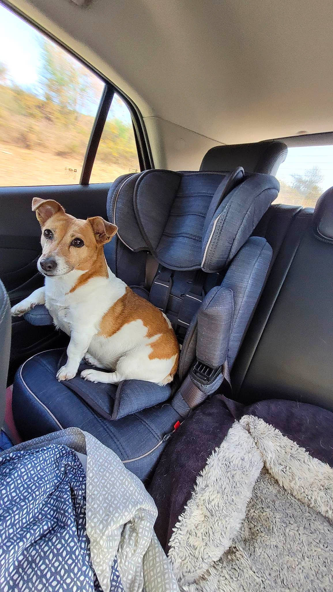 Gaby participe au concours pour gagner de l'argent avec cette photo : auto_part, automotive_design, automotive_exterior, car, car_seat, car_seat_cover, carnivore, comfort, companion_dog, dog, dog_breed, family_car, head_restraint, luxury_vehicle, motor_vehicle, personal_luxury_car, plant, vehicle, vehicle_door, window