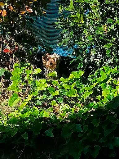 Loustic participe au concours pour gagner de l'argent avec cette photo : flowering_plant, forest, garden, grass, groundcover, herb, jungle, landscape, natural_landscape, people_in_nature, plant, plant_community, shrub, sporting_group, temperate_broadleaf_and_mixed_forest, tree, valdivian_temperate_rain_forest, vegetation, water, woody_plant