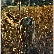Riley joined the competition — help win amazing prizes! animal, blurred_background, brown, canine, dog, ears, field, fur, grass, green, muzzle, nature, outdoor, pet, plant, portrait, standing, sunlight, wild, yellow