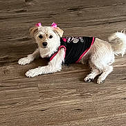 Royalti joined the competition — help win amazing prizes! dog, small_dog, white_fur, pet, lying_down, wooden_floor, black_clothing, pink_bows, ears, curious, indoor, animal, cute, fur, tail, paw, looking, domestic_animal, mammal, companion