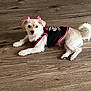 dog, small_dog, white_fur, pet, lying_down, wooden_floor, black_clothing, pink_bows, ears, curious, indoor, animal, cute, fur, tail, paw, looking, domestic_animal, mammal, companion