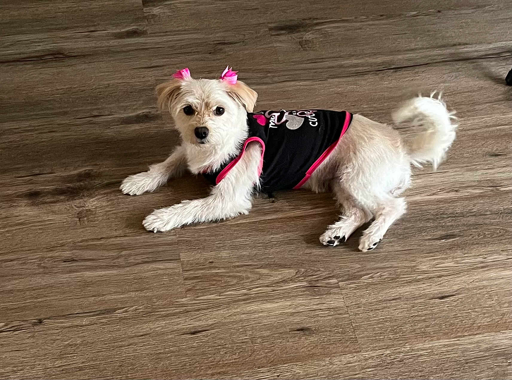 Royalti joined the competition — help win amazing prizes! dog, small_dog, white_fur, pet, lying_down, wooden_floor, black_clothing, pink_bows, ears, curious, indoor, animal, cute, fur, tail, paw, looking, domestic_animal, mammal, companion