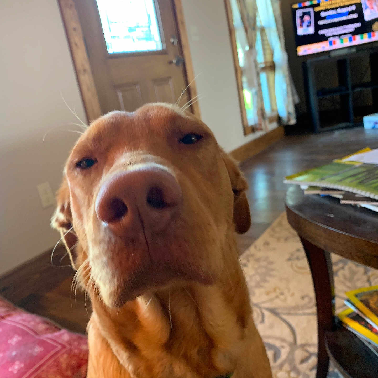 Charlie is registered to the contest to win money with this photo: animal, architecture, building, canine, computerhardware, couch, dog, electronics, furniture, hardware, indoors, interiordesign, livingroom, monitor, pet, photoframe, room, screen, tv, wood