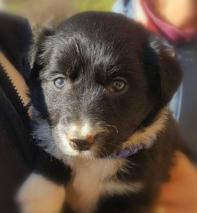 Roxane a rejoint le concours — aidez-le/la à gagner de superbes lots ! borador, border_collie, canidae, carnivore, companion_dog, dog, dog_breed, labrador_husky, labrador_retriever, mammal, nose, patterdale_terrier, puppy, rare_breed_dog, snout, sporting_group, street_dog, vertebrate, whiskers